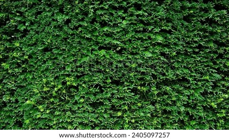 Nice green bush, hedge 16:9 wallpaper, background