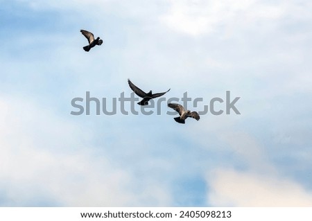 Three doves soar through the air against a blue sky.