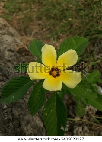 A picture of beautiful yellow flower
