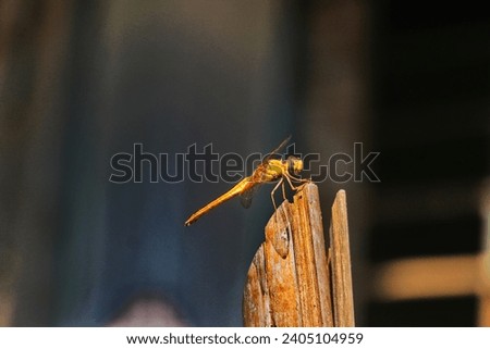 A beautiful grasshopper flies and sits on a bamboo.