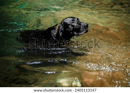 Portrait of a dog playing and enjoying the cool river water when the weather is hot