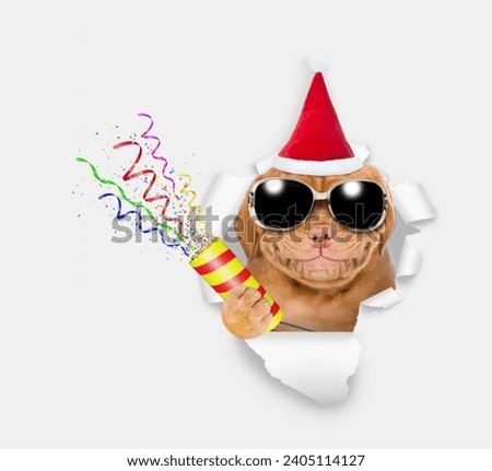 Smiling Mastiff puppy wearing sunglasses and red santa hat looks through the hole in white paper and holds exploding firecracker 