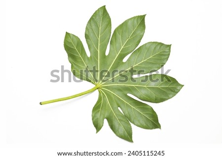 Aralia leaf isolated. Cutout plant leaf background.  Green nature in studio. Botanical shape. Fresh summer foliage background. Botany isolated.