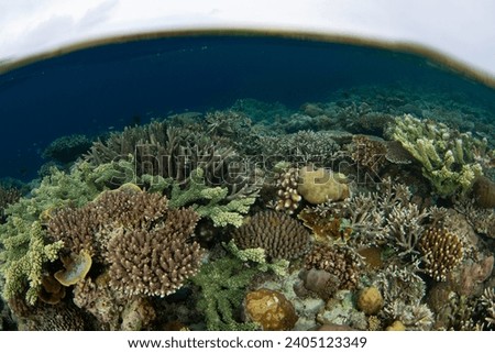 A spectacular variety of marine organisms thrive on a shallow coral reef in Raja Ampat, Indonesia. This tropical region supports the greatest marine biodiversity on the planet. Royalty-Free Stock Photo #2405123349