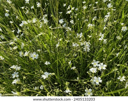 Rock carnation growing in clump in field with lots of white flowers and greenery