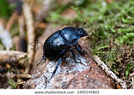 Anoplotrupes stercorosus
forest beetle in the forest on branches Royalty-Free Stock Photo #2405145865