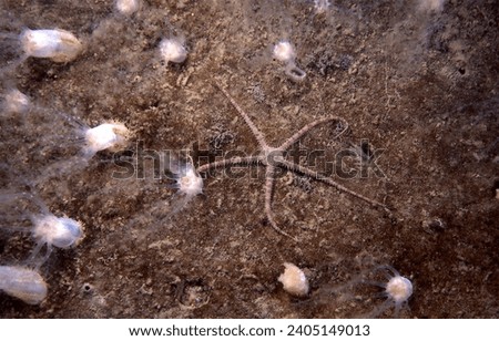 Common brittle star, Ophiura sp. indet., on muddy sand benthos in a dense assemblage of the burrow building sea cucumber, Pentamera cf. populifera.  The sea cucumbers are feeding. Royalty-Free Stock Photo #2405149013