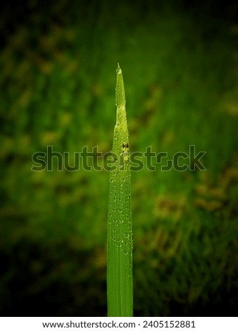An eye-catching picture. In the picture, a grasshopper is sitting on a rice plant in a rice field. A very beautiful picture that will be loved by everyone.