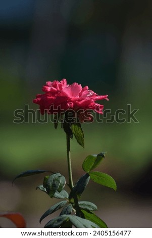 Rose in Green background - High Resolution Stock Photo