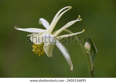 Wild columbine flower found in the mountains of Grand Teton