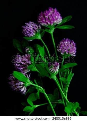 Closeup of red clover against a black background. Red clover is a dark-pink flowering plant used in traditional medicine. Red clover essential oil may be used in aromatherapy.
