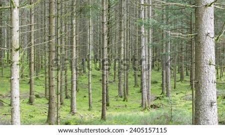 A spruce monoculture in the Black Forest lacks natural diversity. Forestry in transition. Royalty-Free Stock Photo #2405157115