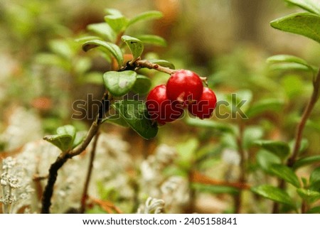 Mushrooms and berries in the forest. Autumn harvest. Macro pictures. Background faded