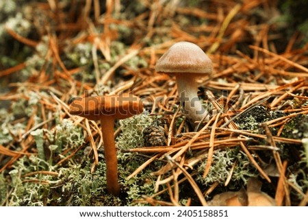 Mushrooms and berries in the forest. Autumn harvest. Macro pictures. Background faded