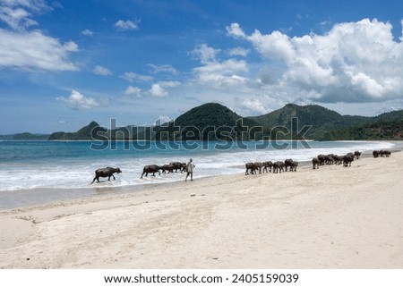 A herd of cows walking along a sandy beach with mountains in the background and people observing the scene.