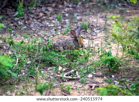 Hare in the wild on the island of Sri Lanka