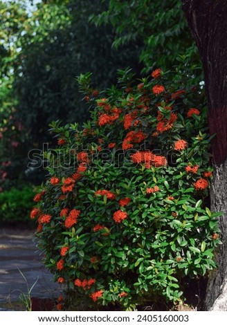Beautiful Flower - High Resolution Stock Photo