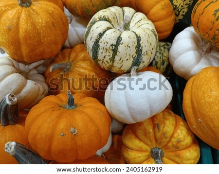 Autumn background decoration from pumpkins and pumpkins on dark wooden background. Flat location, top view for Autumn, fall, Thanksgiving concept.