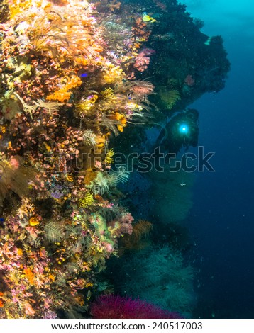 Diver with Corals