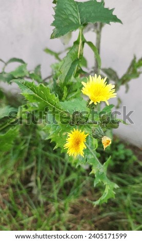 Sonchus oleraceus, knownn as common sowthistle, sow thistle, smooth, annual thistle, hare's thistle, milk thistle, is a weed with yellow fowers Royalty-Free Stock Photo #2405171599