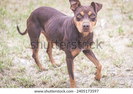 pitbull dog in black and brown color lying on the grass