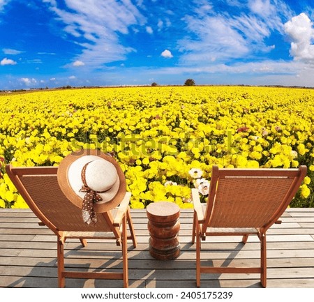  Delightful field of yellow bright spring buttercupsranunculus. Comfortable sun loungers on a wooden platform. Bright spring sun. Israel. 