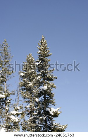 Snow Covered Trees with Blue Sky Background