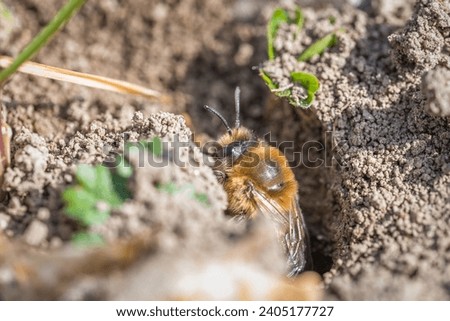 Single female mining bee in her hole on the ground Royalty-Free Stock Photo #2405177727