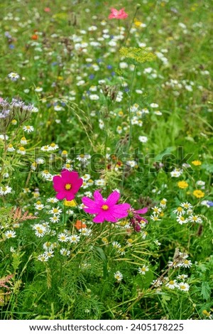 summer meadow with different flowers