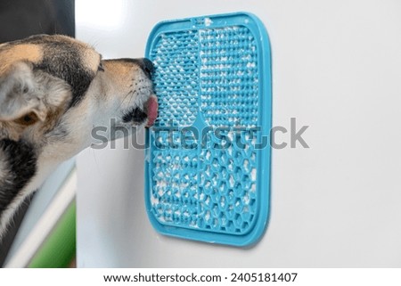 cute dog using lick mat attached to the fridge for eating food slowly. snack mat, licking mat for cats and dogs Royalty-Free Stock Photo #2405181407