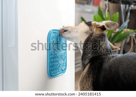 cute dog using lick mat attached to the fridge for eating food slowly. snack mat, licking mat for cats and dogs Royalty-Free Stock Photo #2405181415