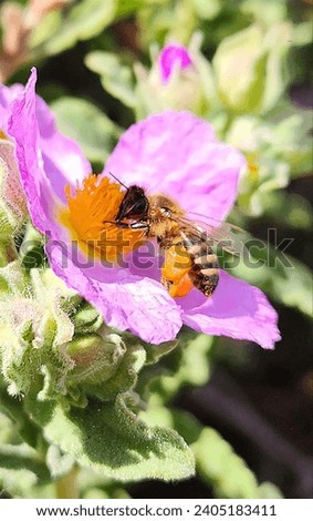 Bee doing its work on a flower that looks like paper.