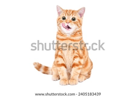 Adorable kitten Scottish Straight licking sitting isolated on white background Royalty-Free Stock Photo #2405183439
