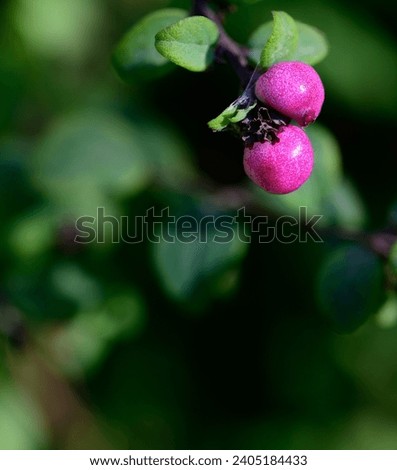 Snowberry Magical Galaxy - Latin name - Symphoricarpos x doorenbosii Magical Sweet. Mother of Pearl bush. Beautiful garden plant for winter with red or pink berries. Pink berry.