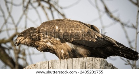 bald eagle is a bird of prey found in North America