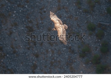 Griffon Vulture, Gyps fulvus, flying in Akdağ, Tokalı Canyon in Turkey.