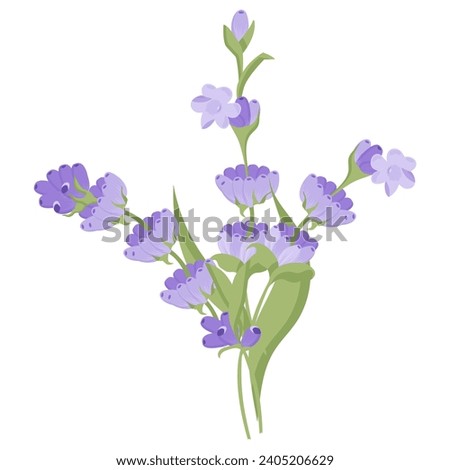 Bouquet of lavender flowers. Campasia made of purple and lilac twigs for your design. Vector illustration on white background.