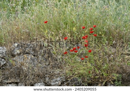 The red bloom of the semitic poppy ( Papaver umbonatum ) in an Israeli fallow field. Royalty-Free Stock Photo #2405209055