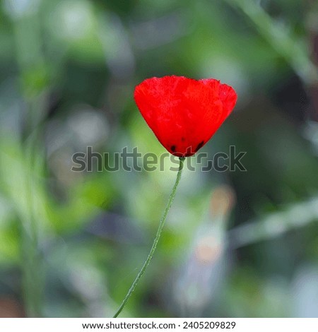 The red bloom of the semitic poppy ( Papaver umbonatum ) in an Israeli fallow field. Royalty-Free Stock Photo #2405209829