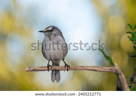 The chalk-browed mockingbird or Sabia-do-campo perched on a branch. It's a typical bird from the south-central region of Brazil. Species Mimus saturninus. Birdwathching. Birding.