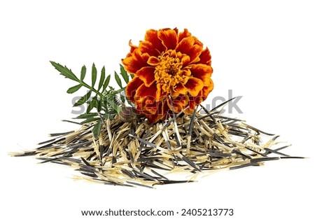 Orange marigold flower with seeds isolated on a white background. Mexican marigold.