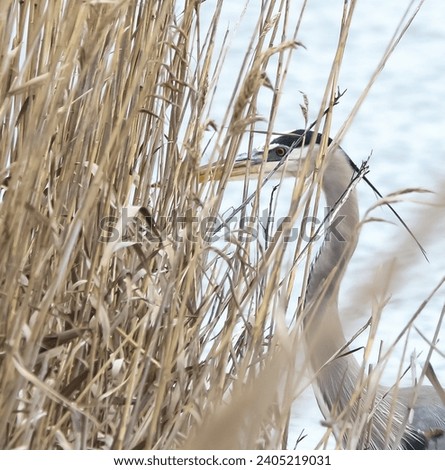 Great blue Heron in reeds at national wildlife refuge
