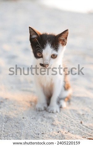 kittens playing happily on the beach