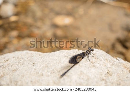 Black dragonfly perch on low concrete. The photo is suitable to use for animal wildlife and animal poster.