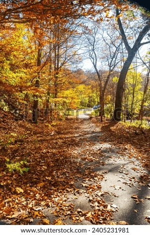 Path among autumn trees. Yellow foliage, sunny day.