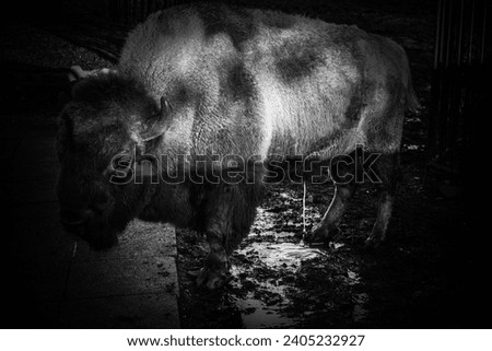 sad bison picturing in the zoo