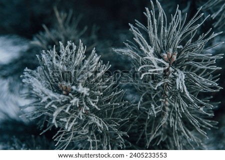 Pine branch is covered with frost. Winter frosty weather Pine tree in hoarfrost outdoors in winter forest, close up. beauty in nature. Winter natural wallpaper, poster. high quality photo