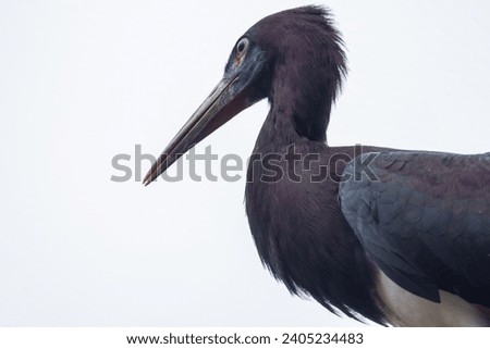 This close-up image captures the intriguing profile of an Abdim's stork, with its glossy purple-black feathers and contrasting white belly. The bird's long, pointed beak and intent gaze give it an