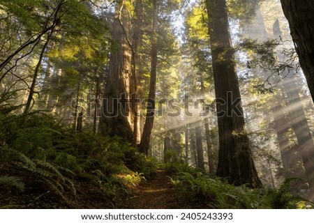 Sunbeams penetrate the trees at Redwood National Park in California