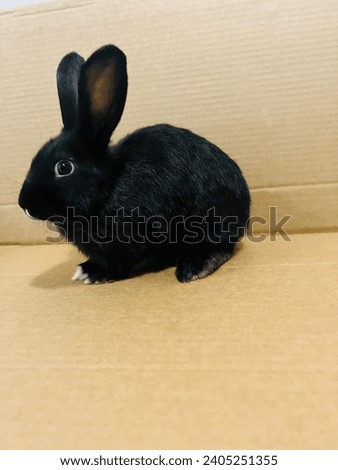 A black rabbit is a sleek and elegant lagomorph with a glossy, dark fur coat, known for its enigmatic and mysterious appearance in various cultures and folklore. Royalty-Free Stock Photo #2405251355